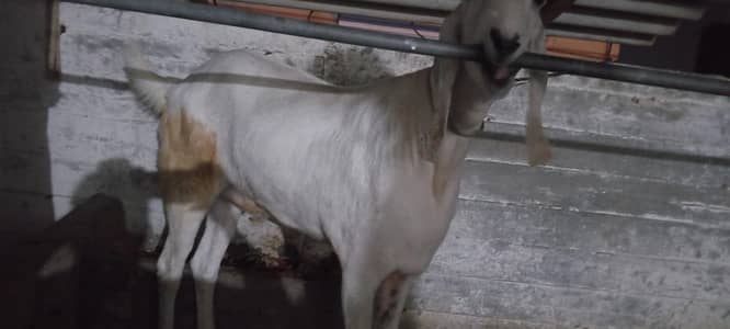 Bakra for Sale Urgent