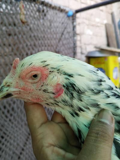 aseel murghi for sale