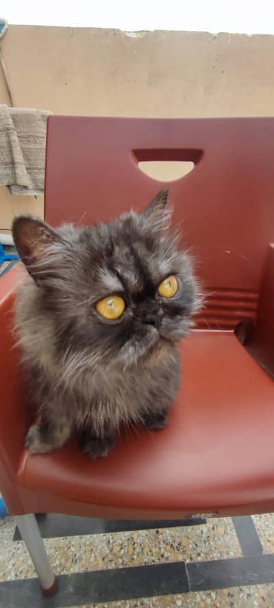 Percian kittens for sale