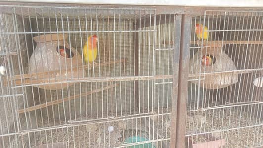 Cage and Lotino 04 breading pairs for sale with cheeks