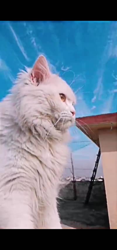 persion cat male 3riple coat