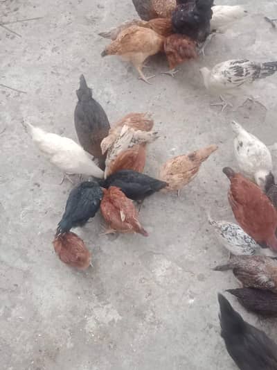 Desi Chicken for Sale – Healthy & Active (500 per piece)