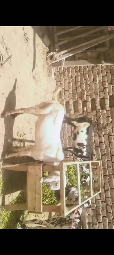 piuer dasi  khasi 2 bakray