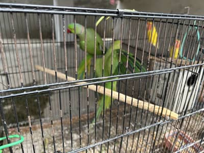 Three types of parrots