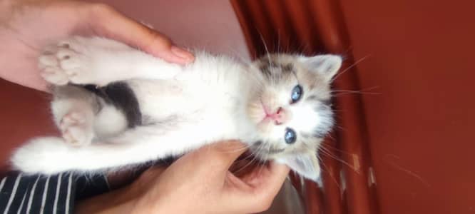 Persian kittens for sale triple coats