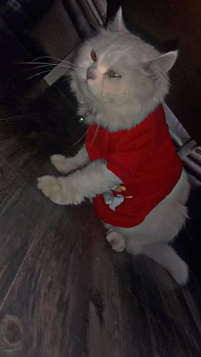 Friendly & Affectionate 4-Year-Old Male Cat Looking for a Loving Home