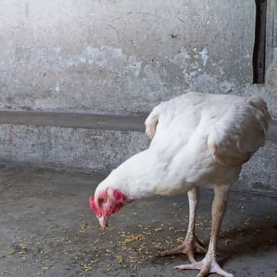 aseel Heera paper white 6 to 7 month your sell 2 brother