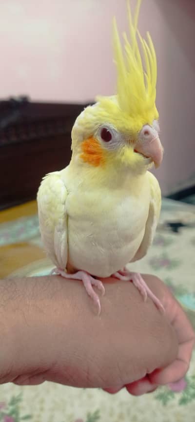 parrot