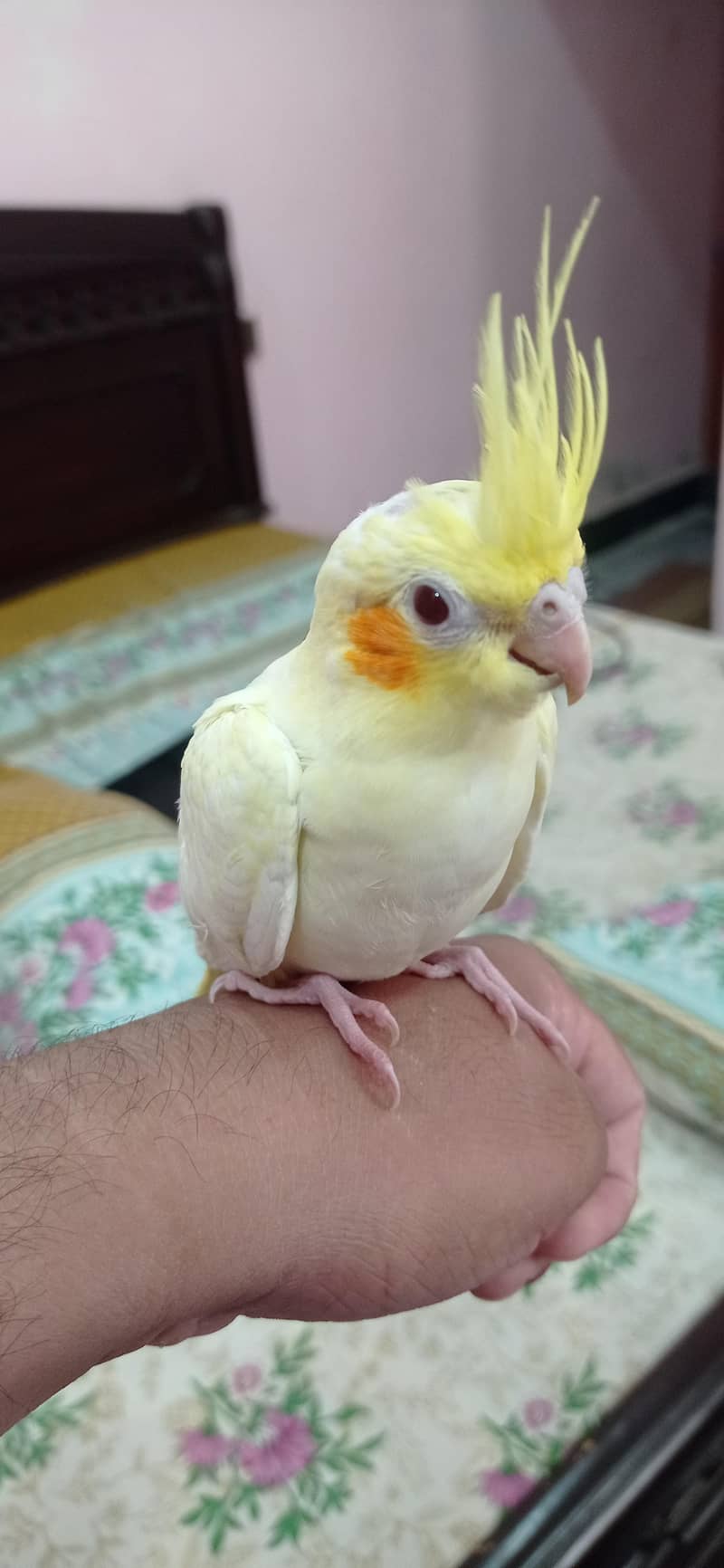 parrot 1