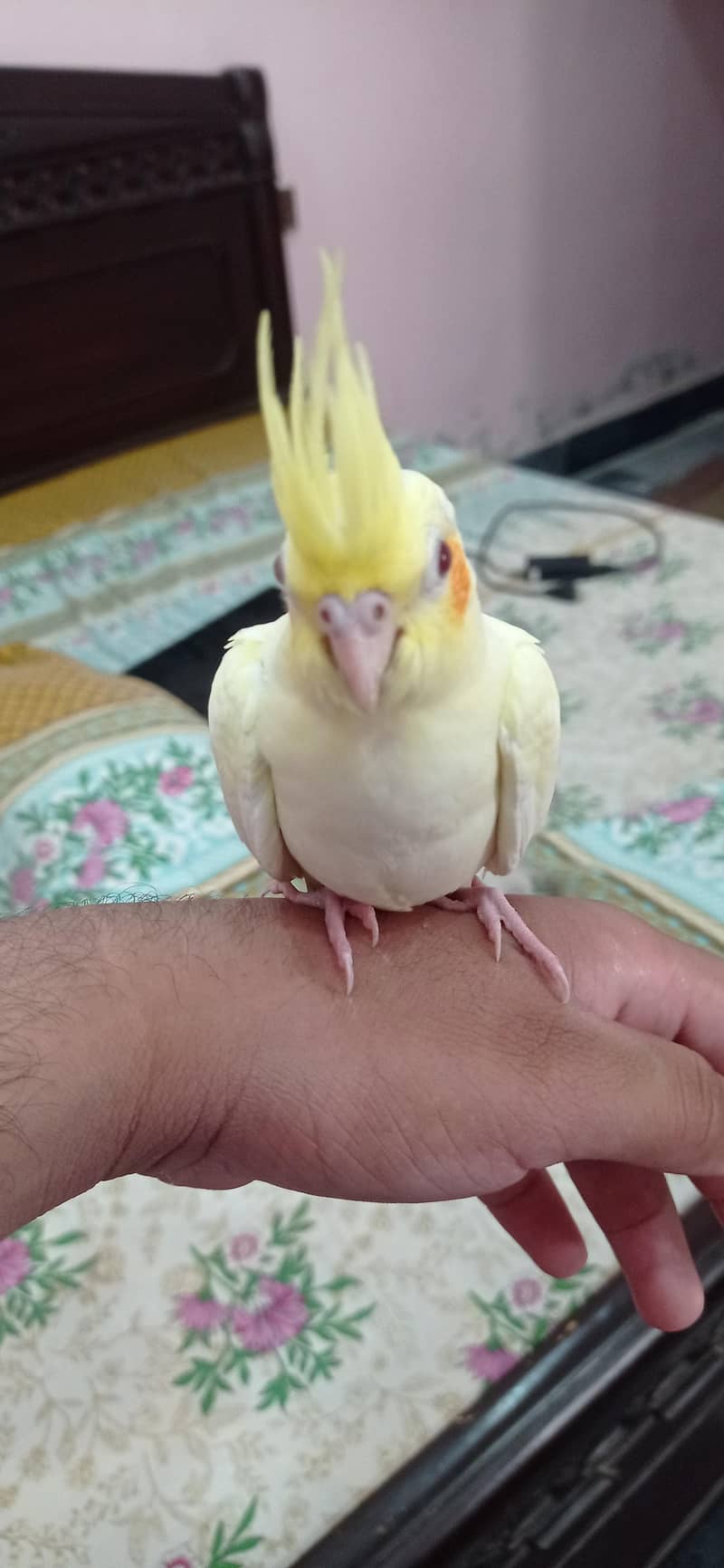 parrot 2