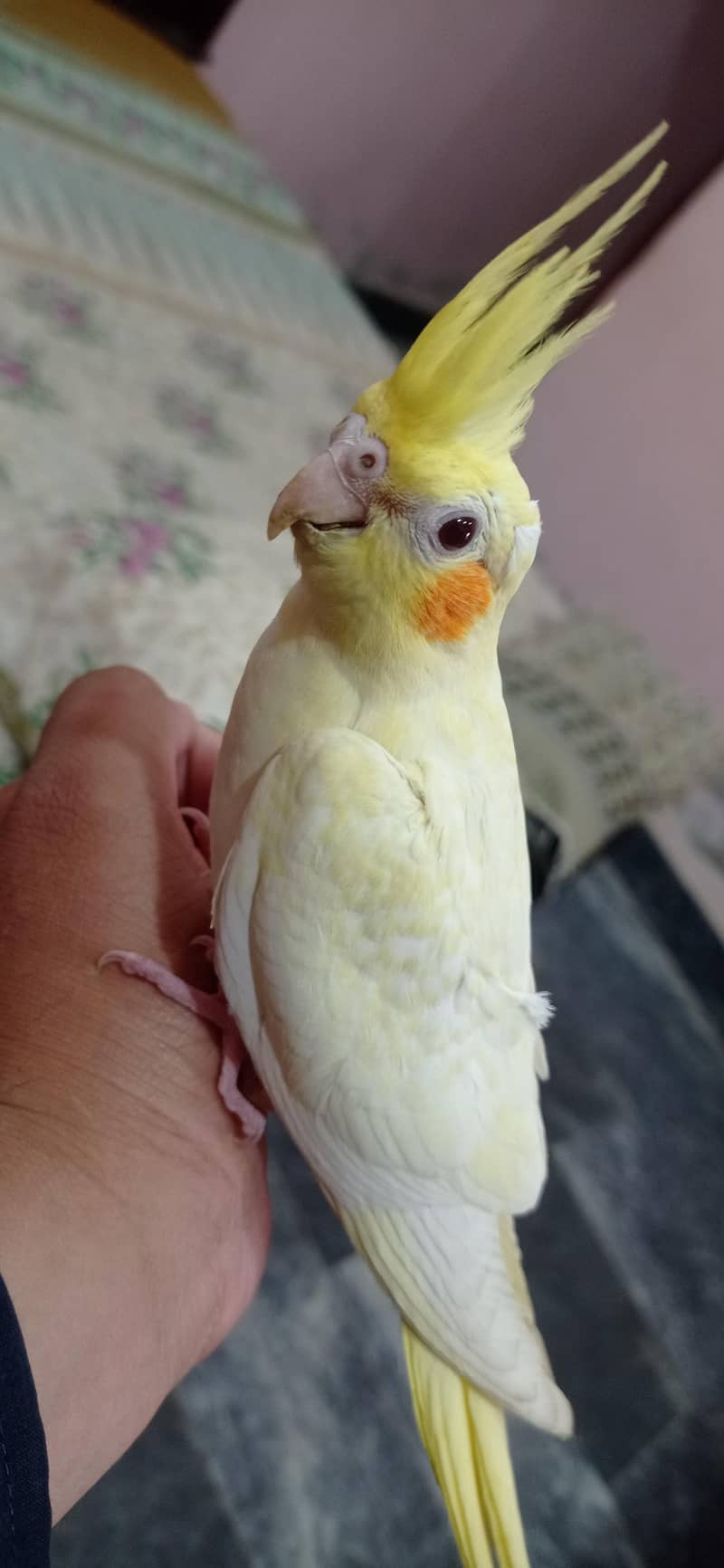 parrot 3