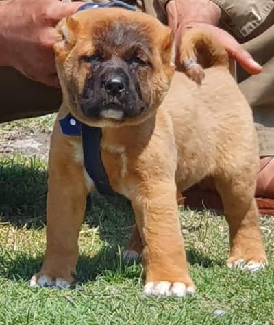 King Turkish kangal male dabal hadi Havey bone stacture security dogs