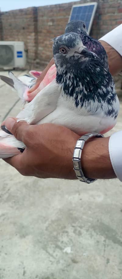 the best  pair high quality