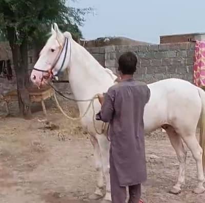 Nukra pure desi wachyra | Nukra horse | best dancer ghora for sale