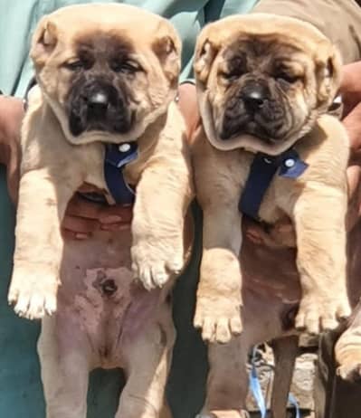 Turkish kangal pair dabal hadi Havey bone stacture security dogs