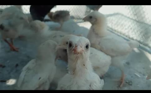Aseel Heera Chicks