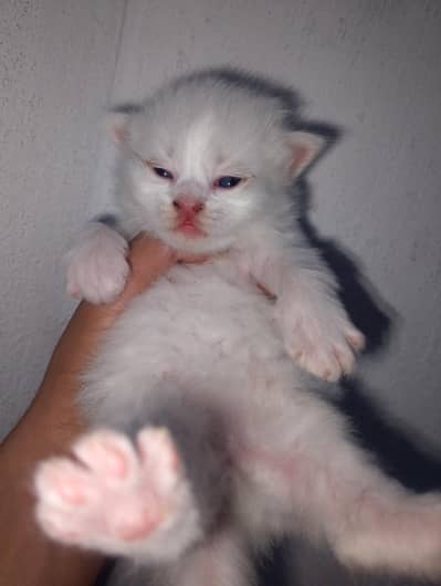 Persian cat triple code Blue eyes