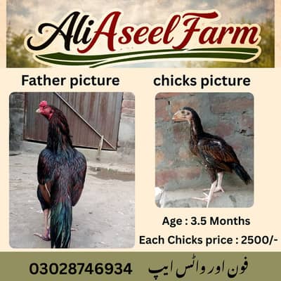 aseel chicks |Sindhi jawa aseel |lasani aseel |only for sale in lahore