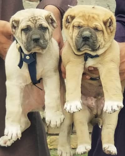 Turkish kangal pair dabal hadi Havey bone stacture security dogs for