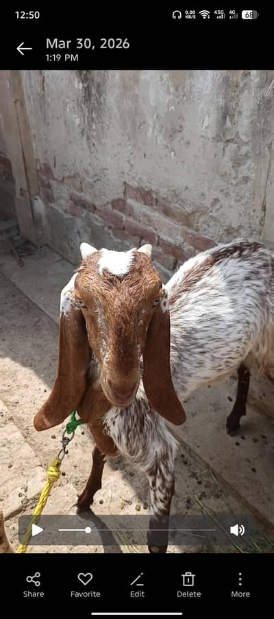 2 Beautiful Female Goats - Ghar ki Pali Hui - Healthy and Active