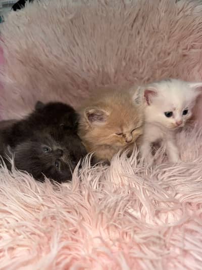 Healthy Persian Kittens 30 Days Old
