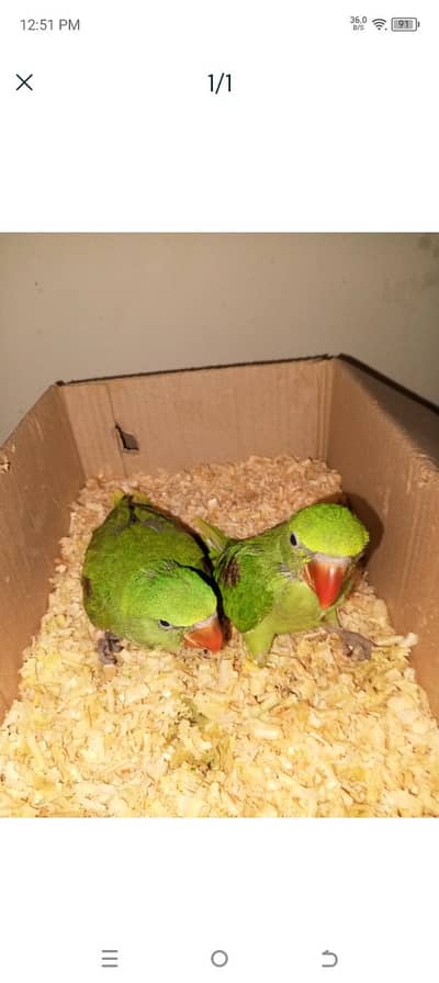 Kashmiri Raw Parrot Babies (2 Months) – Healthy – Urgent Sale