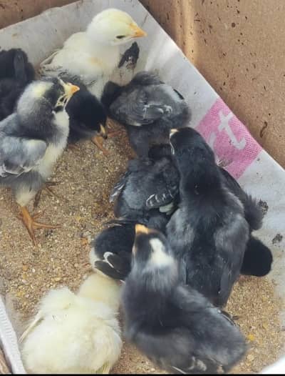 blue shamo / black shamo / japanese shamo/ german shamo