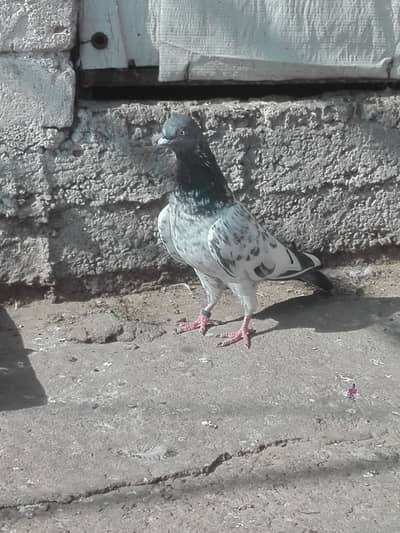 Top Quality breeder birds 1500 per piece