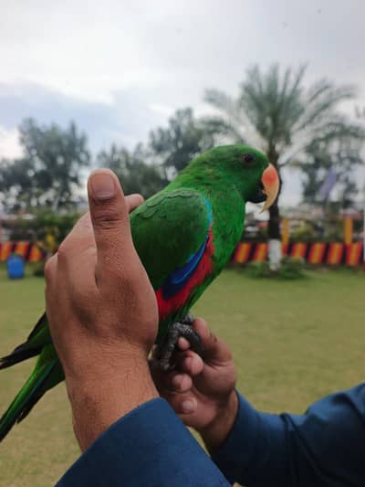 Eclectus Hand tamed + fly tamed