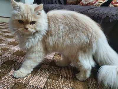 Persian cat for sale
