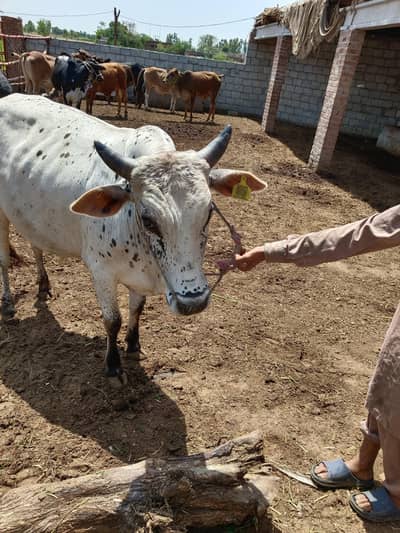 Qurbani Janwar | Bull | Buffalos | Cow | Cattle Farm | bhens | Gae