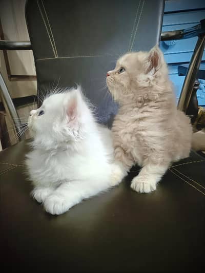 Triple Coat Persian Kittens for Sale (03021901010)