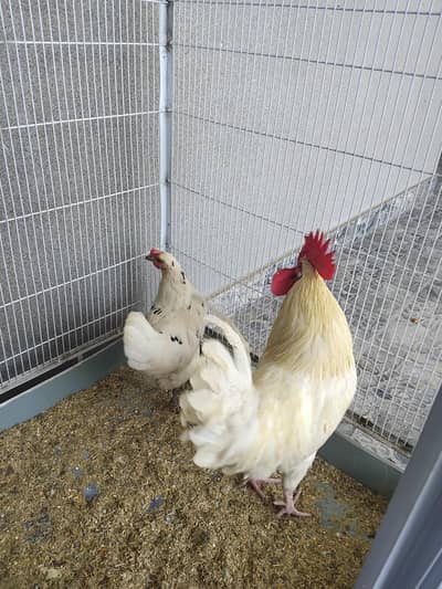 Desi hen pair