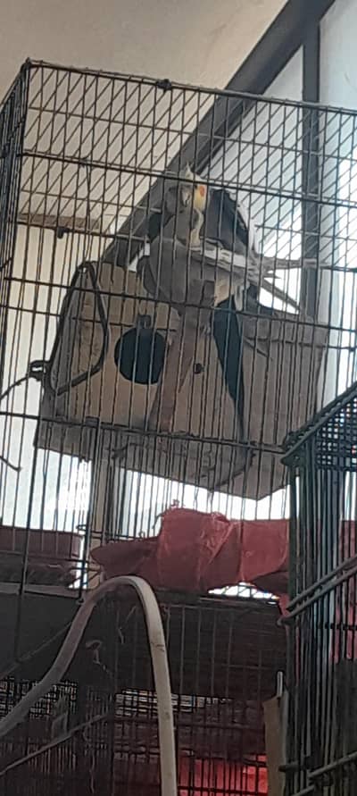 cocktail full healthy active breeder pairs