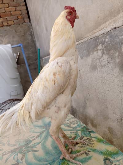 aseel Mughal for sale