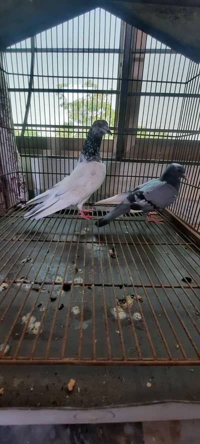 pigeon 0333:::84::82::008