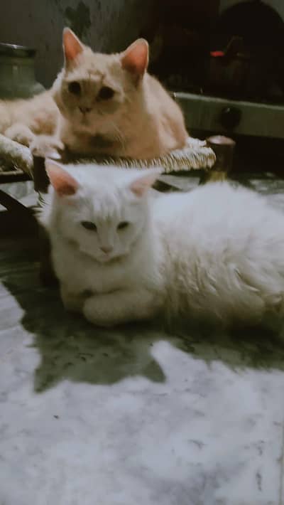 Persian cat for sale