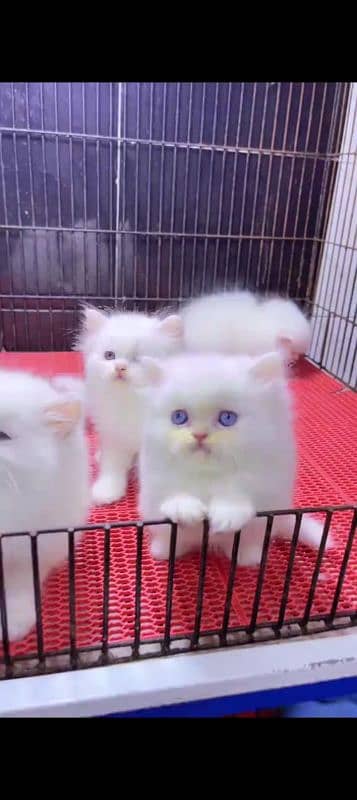 Persian cat for sale male female vaccine clear