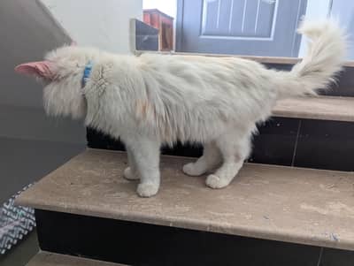 Persian White Cat