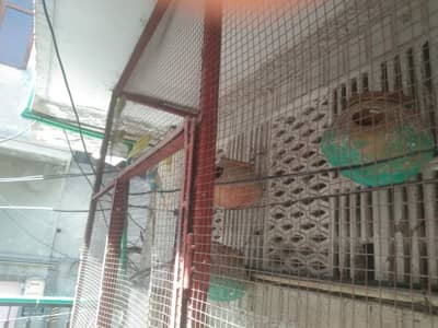 Australian Parrot For sale  Read Full ad