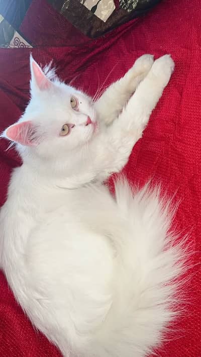 Persian cat