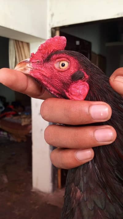 cheska  party door rahe