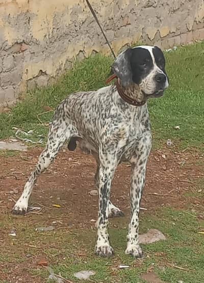 pure English pointer male full train jall and fair healthy and active