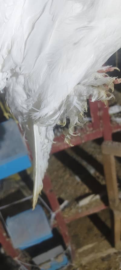 frill back breader  6500