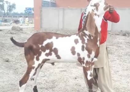 desi bakra for sale call me/03274970754)