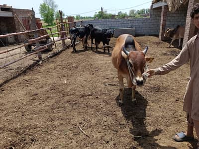 Qurabani cows | Cholistani | Bachra | Cows | Bull | Cow For Sale