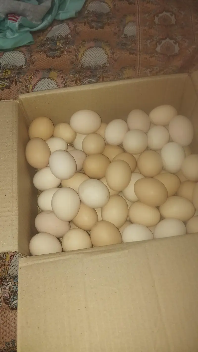 Asterlop Hen Fertaile  Egg Avilable — photo 6
