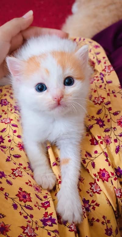 Cute Turkish Angora × Persian Kittens Available (Pair & Single Both)