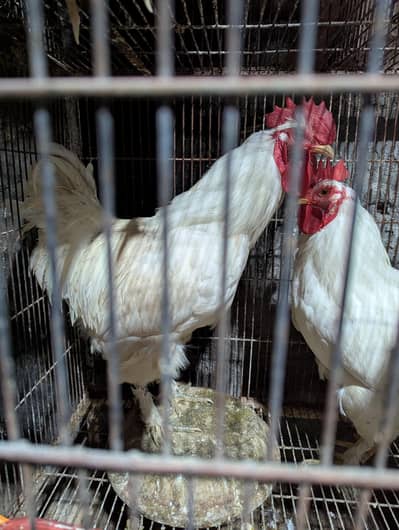 heavy buff all colors available