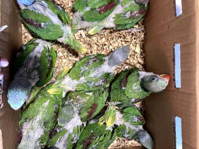 phahri kashmire Raw Parrot 